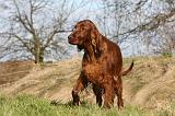 SETTER IRLANDAIS 200